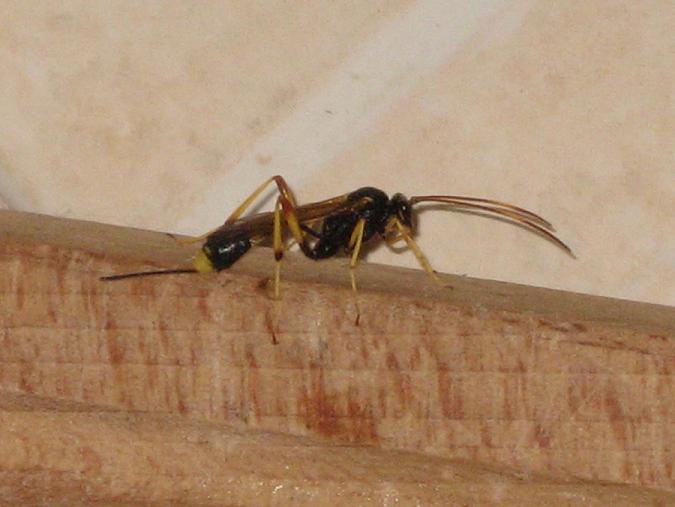 Acroricnus cf. seductor (Ichneumonidae).